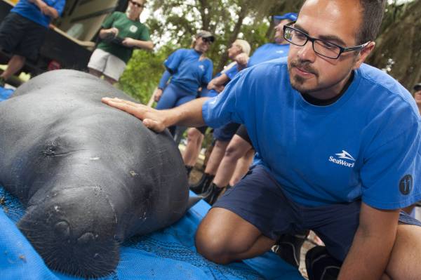 SeaWorld ultrapassa o marco de 40 mil animais resgatados