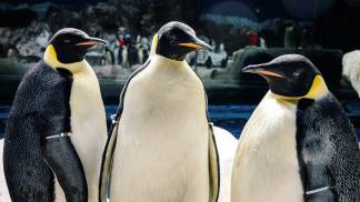 Pinguim