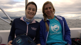 Fundo de Conservação do SeaWorld apoia projeto de preservação de tubarões no Rio de Janeiro